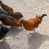 خروس محلی جوان