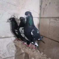 تعداد 7 تا کفتر رنگه 3 تا جوجه 5 تا جوانه