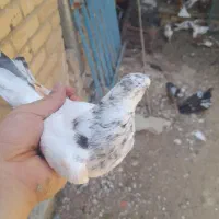 کفتر پرشی