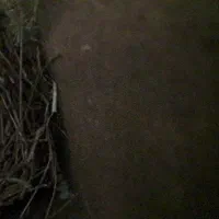 جوجه قناری