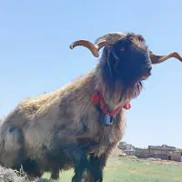 قوچ کر شاخی درجه یک روزگاری