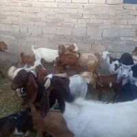 فروش بز کهره دار