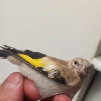 جوجه سهره موجوده