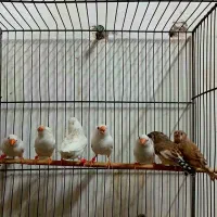 فنچ عروس مرغ عشق قفس کلبه ای