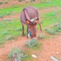 خر جوان رمگی