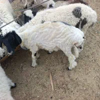 فروش بره جری و دوقلو