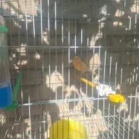 یک جفت قناری مطابق تصویر شاداب وسرحال