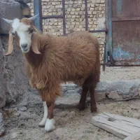 دوتاکره نر