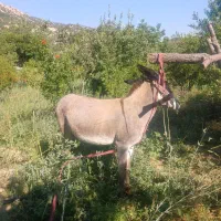 الاغ ماده جون قیمت ۱۶
