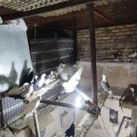 عنوان کفتر های شازده کشتار طوقی