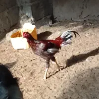 یک خروس یکم مرغ و پنج تا جوجه سالم سرحال