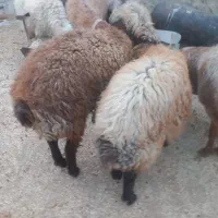 میش هترو، قوچ همو