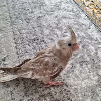 عروس هلندی سرلاکی