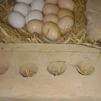 تخم گلین .