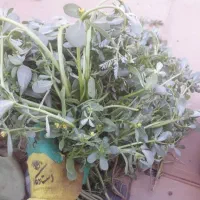 گیاه درمانی  خرفه