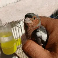 سهره جنگلی نر باقفس