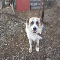 طالب سگ نگهبان