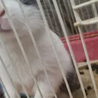 خرگوش بازی گوش