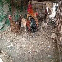 دوعدد خروس محلی
