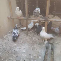 ۱۰ تا کفتر یجایی