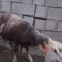 بره نر