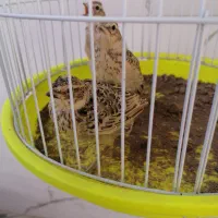 3تا پرنده پر جنب و جوش
