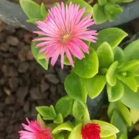 گل ناز ،برگ بیدی ، خرفه گلخانه