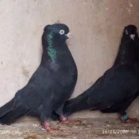 کبوتر زاغ آبادانی