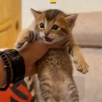 گربه وحشی اگزوتیک