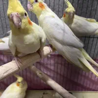 عروس هلندی ۵تا باهم