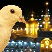 تور زمینی مشهد*کیش* با شرایط ویژه* رزرو بلیط خارجی