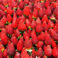 کارگر میوه فروشی محدوده شهرری