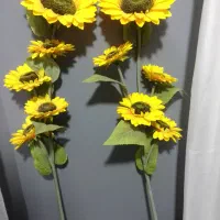 گل آفتاب گردون