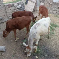 گوساله محلی و دورگ