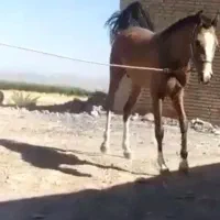 اسب|اسب و تجهیزات اسب‌سواری|شیراز, شهرک رضوان|دیوار
