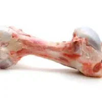 قلم گوساله
