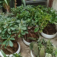 ویزیت گل و گیاه و باغچه کاری و آکواریوم