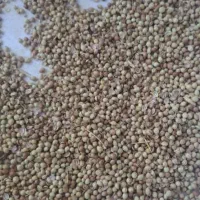 بذر سبزی