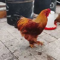 خروس برهما نازار