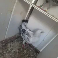 کفتر فروشی و معاوضه
