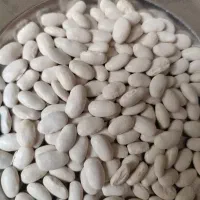 لوبیا سفید
