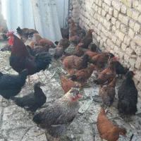 جوجه مرغ گلپایگانی ۵ماهه