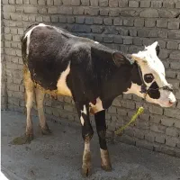 ی راس گوساله نر سیمنتال، کور بفروش میره