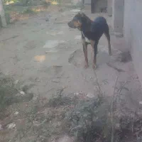 سگ دوبرمن نر