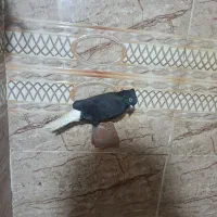 اشعل دم سفید ماده