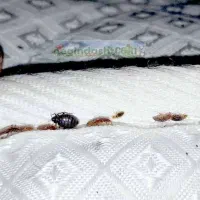 سمپاشی سوسک ساس کنه دریک مرحله 100 درصد تضمینی