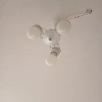 لوسترسه شاخه