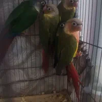 گرین چیک دونخور 3ماهه