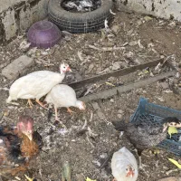 مرغ شاخدار