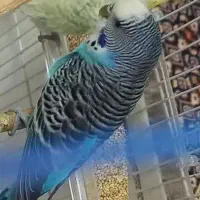 مرغ عشق به همراه قفس